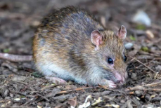 Средство за копейки решит давнюю проблему. Крысы сбегут из дома за день