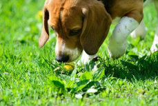 Ноузворк. Как обучить собаку искать по запаху людей, предметы и многое другое