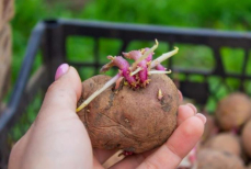 Вы никогда не поверите, что произойдет, если съесть проросший картофель