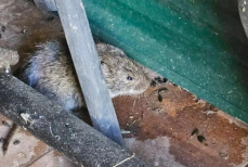 «Растение-решала». Найдено средство от грызунов — они сбегут от дома, как от чумы