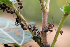Кусок этого материала спасет яблоню от муравьев на все лето — простейший способ защитить дерево от насекомых
