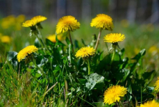 Не спешите выпалывать этот «сорняк» — он может спасти весь огород