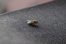 Мухи в доме исчезнут — какой предмет из холодильника надо поставить возле окна