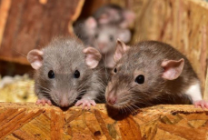 Это дешевое аптечное средство навсегда выгонит крыс из вашего гаража или подвала