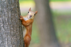 Белки помогли жителю США избавиться от психологических проблем