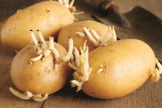 Картофель, покрытый ростками — можно ли его есть и какие риски