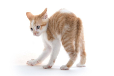 Питомец подаёт сигналы. Почему кошка бегает боком с выгнутой спиной — это не просто забавная причуда