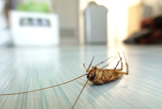 Тараканы сбегут как ошпаренные — уберите это из квартиры и они исчезнут навсегда