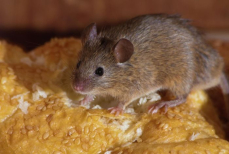 Какое простое действие надо сделать, чтобы крысы и мыши не попали в дом