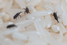 Насекомые в крупах. Как обычный перец поможет избавиться от мучной моли на кухне