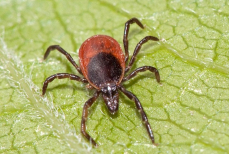 Врач рассказал, в какие места энцефалитный клещ чаще всего кусает людей