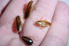 «Круче, чем чеснок от вампиров». Адское угощение для тараканов из печенья — все прусаки будут уничтожены