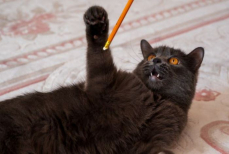 Эти привычки кота могут казаться милыми, но ветеринары бьют тревогу