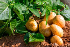 Что посадить рядом с картошкой, чтобы пропал колорадский жук