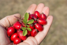 Влияет ли шиповник на свертываемость крови
