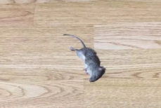 Одно растение способно решить все проблемы с мышами — грызуны вымрут и больше не появятся в вашем доме и на участке