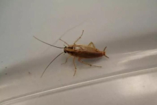 Раз и навсегда. Как уничтожить всех тараканов в доме с помощью хлеба — ни один не уцелеет