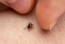 Названа группа крови, которая привлекает клещей как магнит