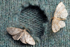 Как избавиться от моли в шкафах — всего одно растение поможет забыть о вредителях