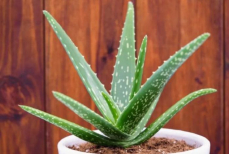 Домашний секрет молодости. Этот комнатный цветок может замедлить процессы старения