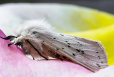 Как защитить дом от моли при помощи натуральных средств — вредители не подлетят и на километр