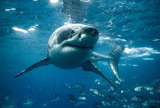 Метод на удивление прост. Учёные рассказали, как избежать нападения акулы