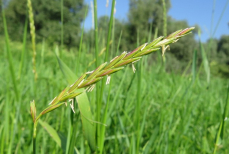 Если заметили этот сорняк на участке — действуйте без промедления. Выглядит безобидно, но губит растения 