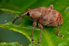 Опрыскайте клубнику этим аптечным препаратом — спасете от вредителей. Никакого долгоносика и крестоцветной блошки