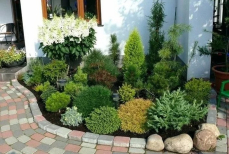 Тиран, а не кустарник. Это растение «душит» другие культуры в огороде — всё питание из почвы забирает себе