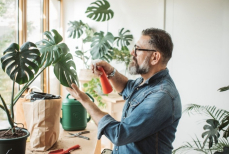 Названы неожиданные полезные свойства комнатных растений