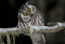 Какая вы птица по месяцу рождения — узнайте своё тотемное животное