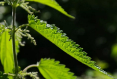 Без уксуса и соли. Этот «дедовский» метод уничтожит сорняки в миг — даже одуванчикам придет конец