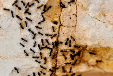 Перечислены вещи, которые привлекают вредителей в дом