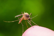 Названы аромамасла, которые отпугивают комаров лучше всего