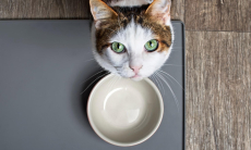 Кошачья миска — где поставить, чтобы кот был здоров 