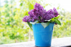 Не будет вянуть неделями. Как помочь сирени в вазе долго оставаться свежей