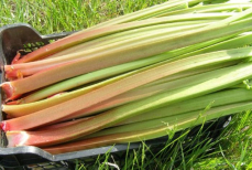 Этот необычный овощ спасает от старения. Растет почти на каждом огороде