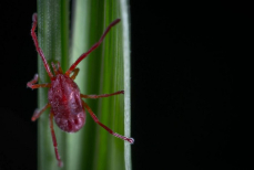 Посадите это растение на участке — клещи от него шарахаются. Проверенный способ отпугивает кровососов моментально