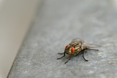 Как защитить дом от нашествия мух — простые советы для чистоты и спокойствия