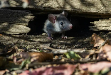 Как избавиться от мышей в доме. Названы проверенные методы