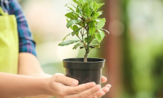 Как использовать лавровый лист для привлечения денег — тайна, скрытая от большинства