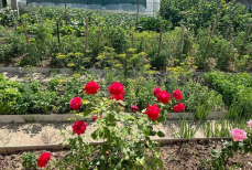 Этот «адский» цветок способен погубить весь сад и участок — за красотой прячется враг