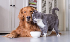 Домашние питомцы — как изменилась культура содержания домашних животных в Казахстане