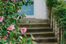 Единственный куст, который нельзя сажать возле дома