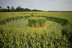 Загадка кругов на полях раскрыта — учёные объяснили происхождение узоров