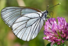 Эта красивая бабочка за считаные дни способна опустошить ваш сад — как её вовремя распознать и обезвредить