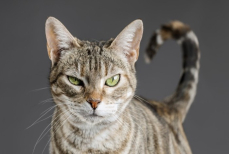 Как узнать, что ваш кот — психопат. Учёные разработали точный тест для владельцев