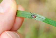 Если у вас именно эта группа крови, клещи найдут вас первыми — учёные провели более 100 экспериментов