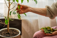 Что делать, если у фикуса листопад — эффективные решения