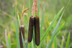 Бумагу из камыша начнут делать в Казахстане